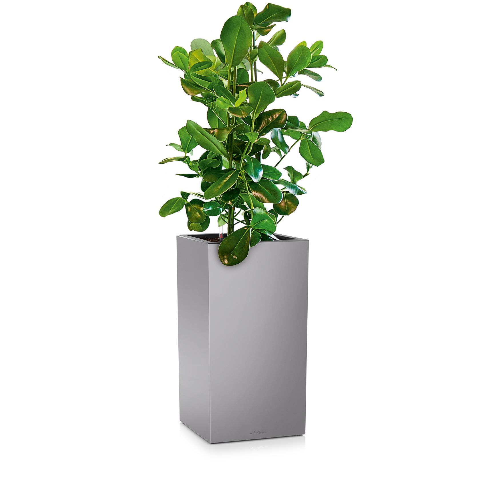 CANTO Premium 40 high silver metallic